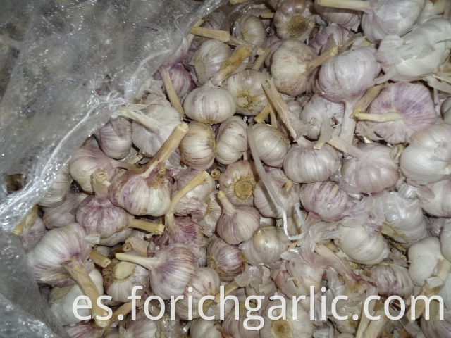 Export Standard Garlic